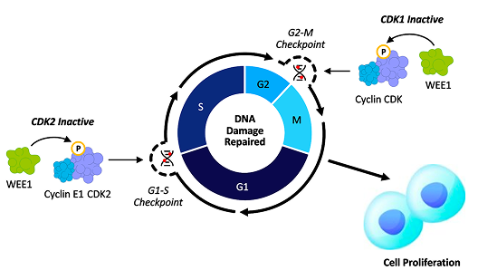 Normal Cell Cycle Regulation