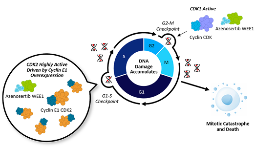 Cancer Cell and Azenosertib